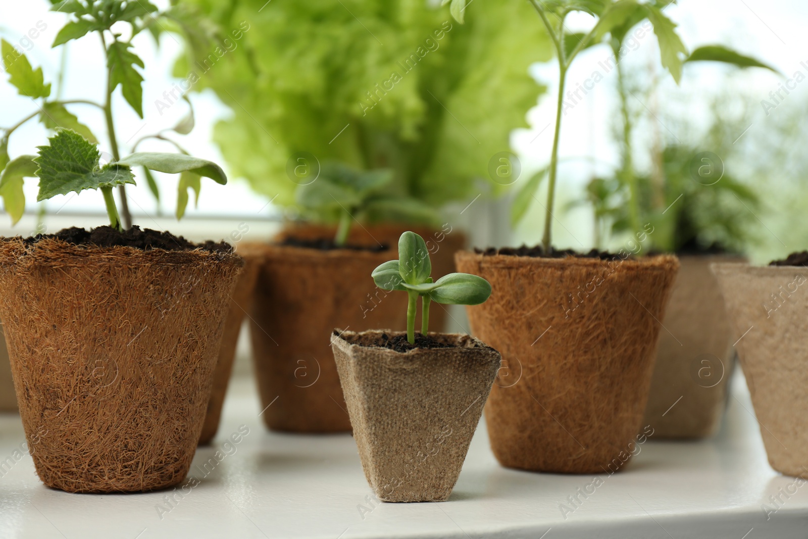 Photo of Many different seedlings growing in peat pots on window sill, closeup