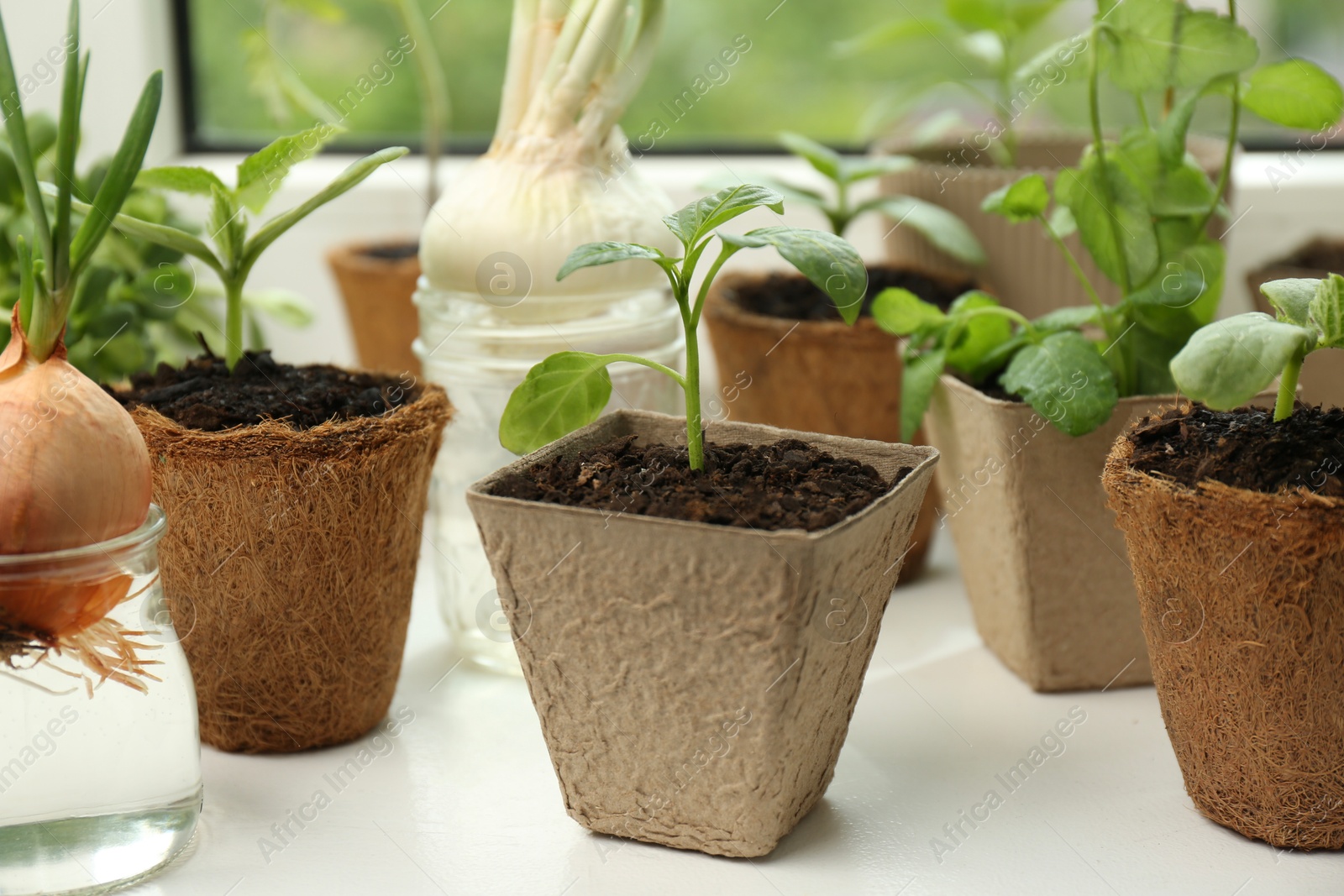 Photo of Many different seedlings in pots and sprouted onion on window sill, closeup