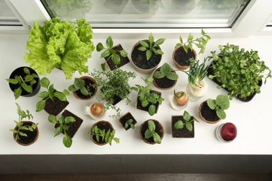 Photo of Many different seedlings in pots and sprouted onions on window sill, above view