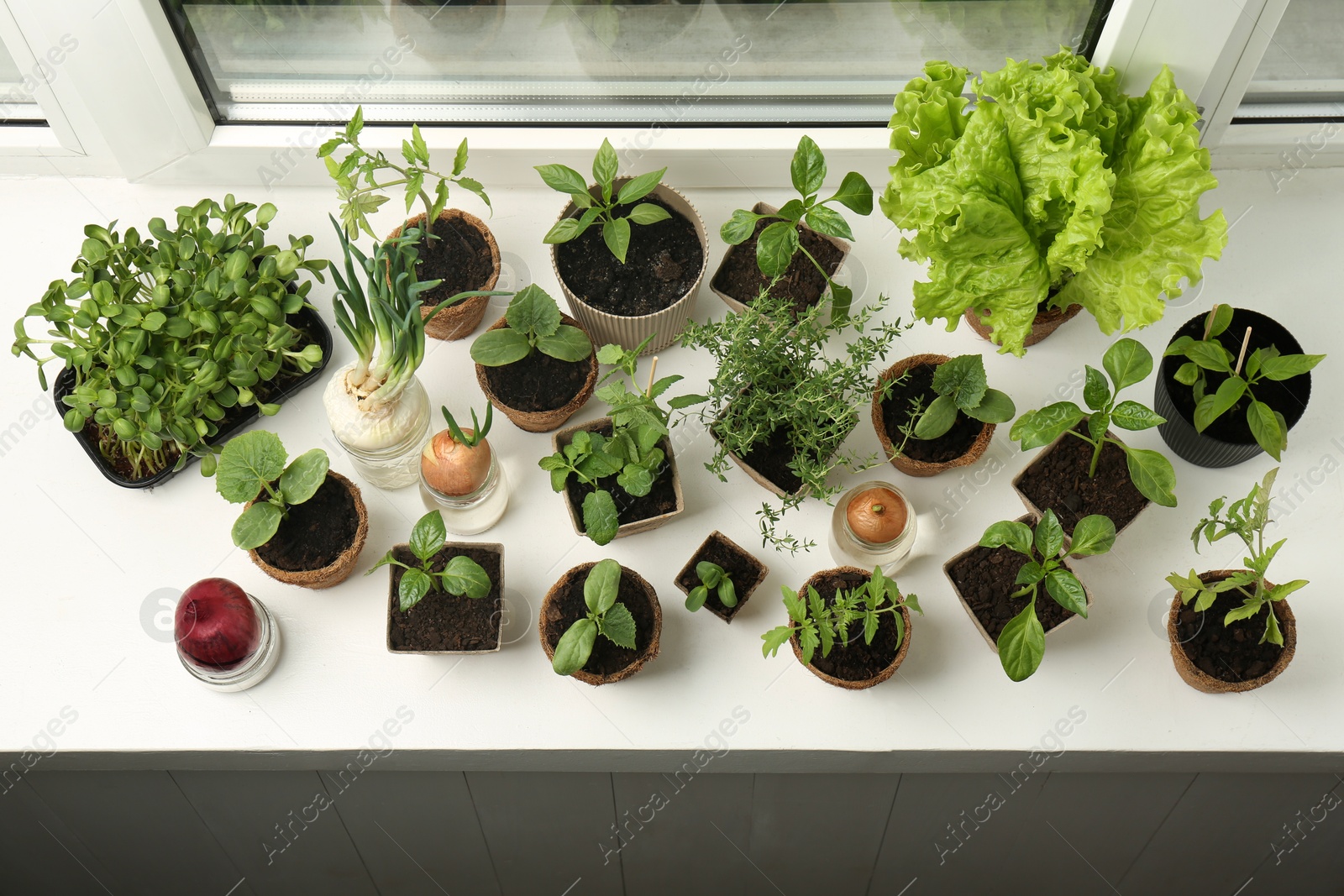 Photo of Many different seedlings in pots and sprouted onions on window sill, above view