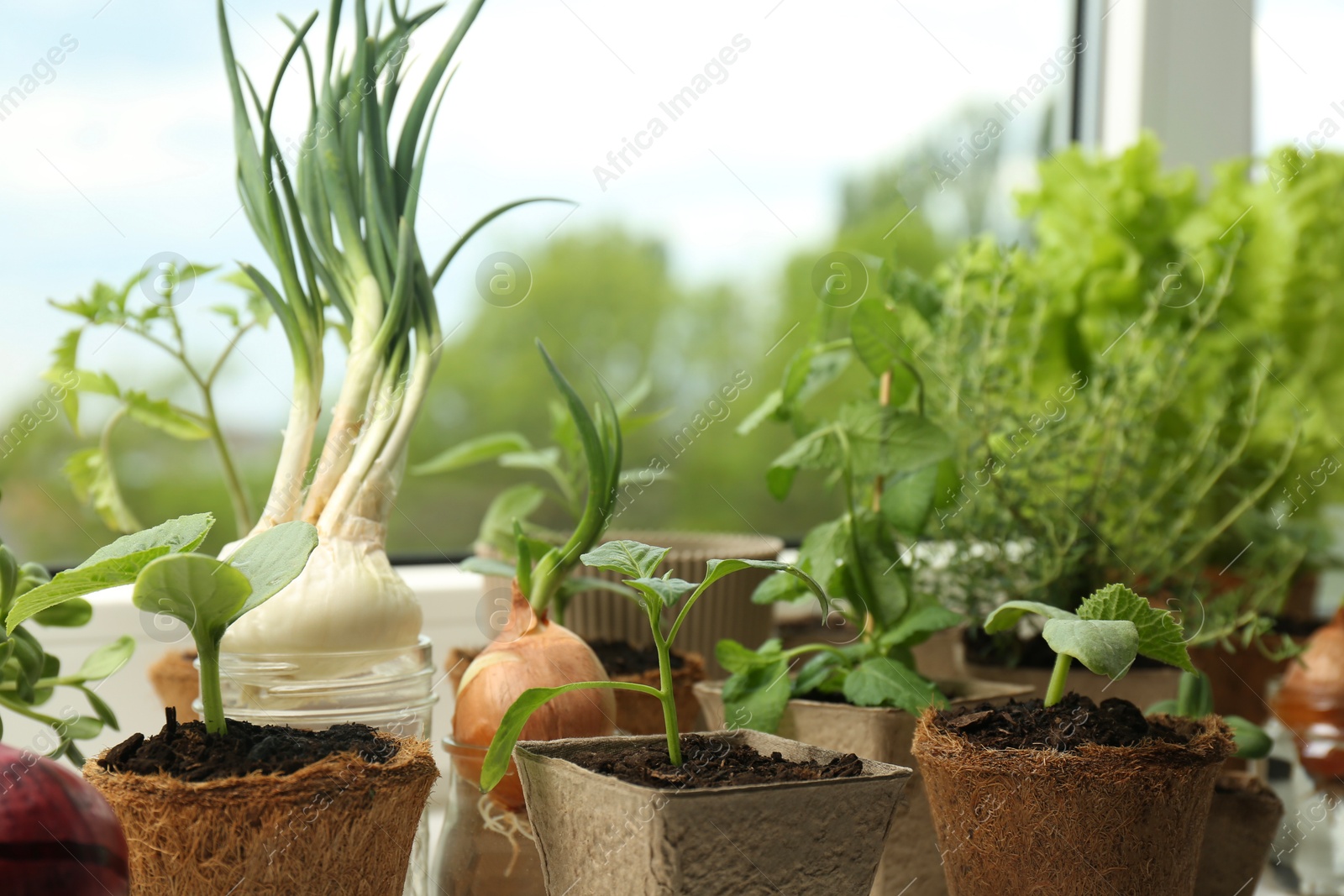 Photo of Many different seedlings in pots near window, closeup