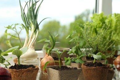 Many different seedlings in pots near window, closeup