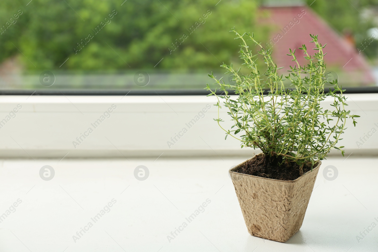 Photo of Thyme growing in peat pot on window sill. Space for text