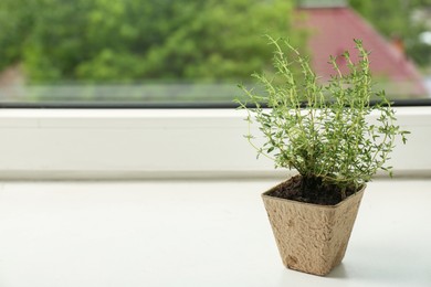 Thyme growing in peat pot on window sill. Space for text