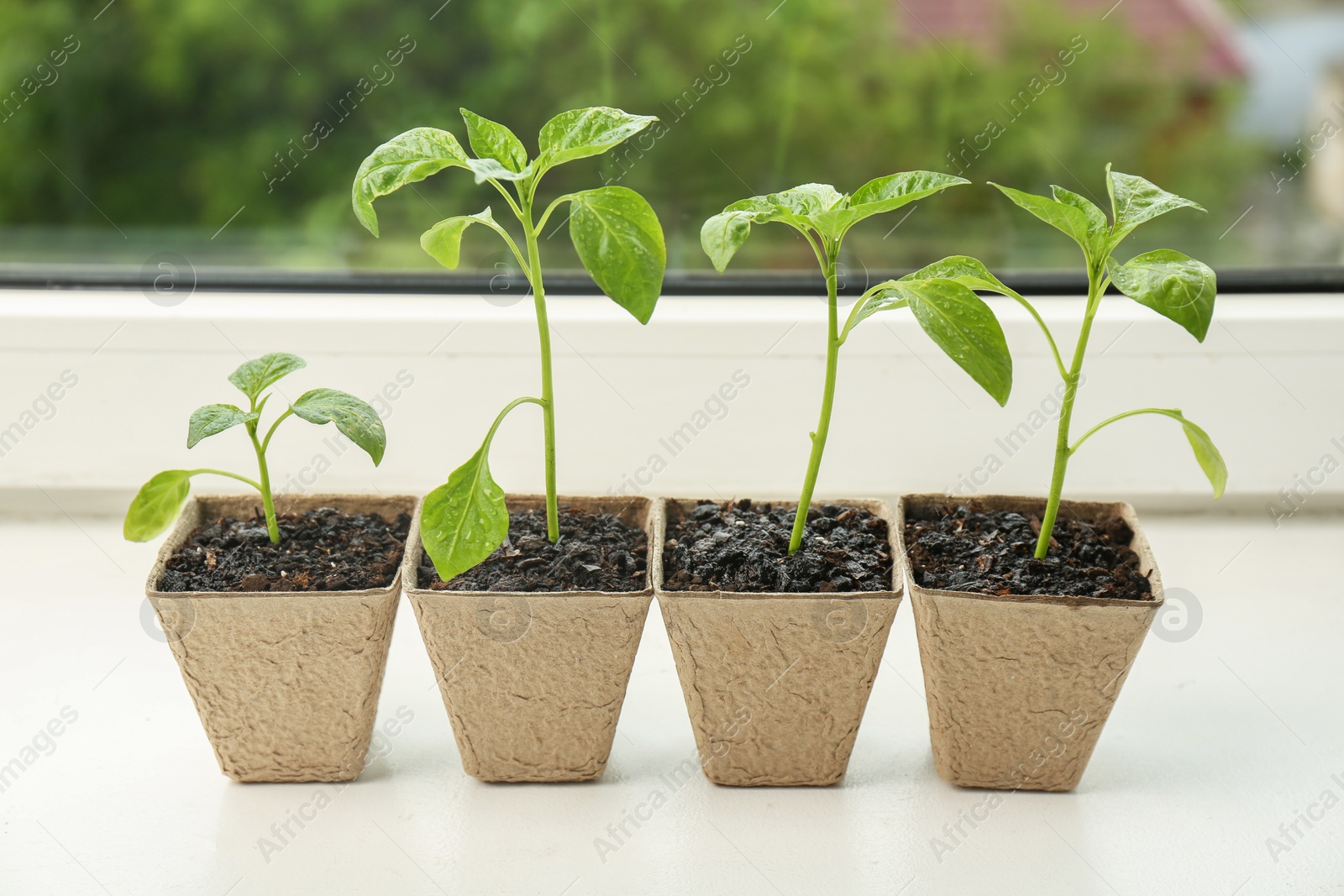 Photo of Pepper seedlings growing in peat pots on window sill, closeup