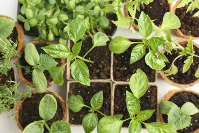 Photo of Many different seedlings in pots on white background, flat lay