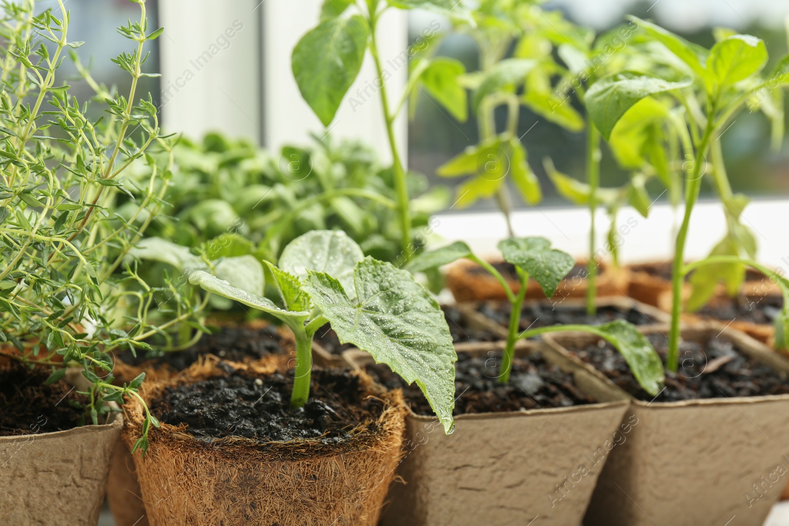 Photo of Many different seedlings in peat pots near window, closeup