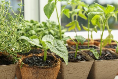 Photo of Many different seedlings in peat pots near window, closeup