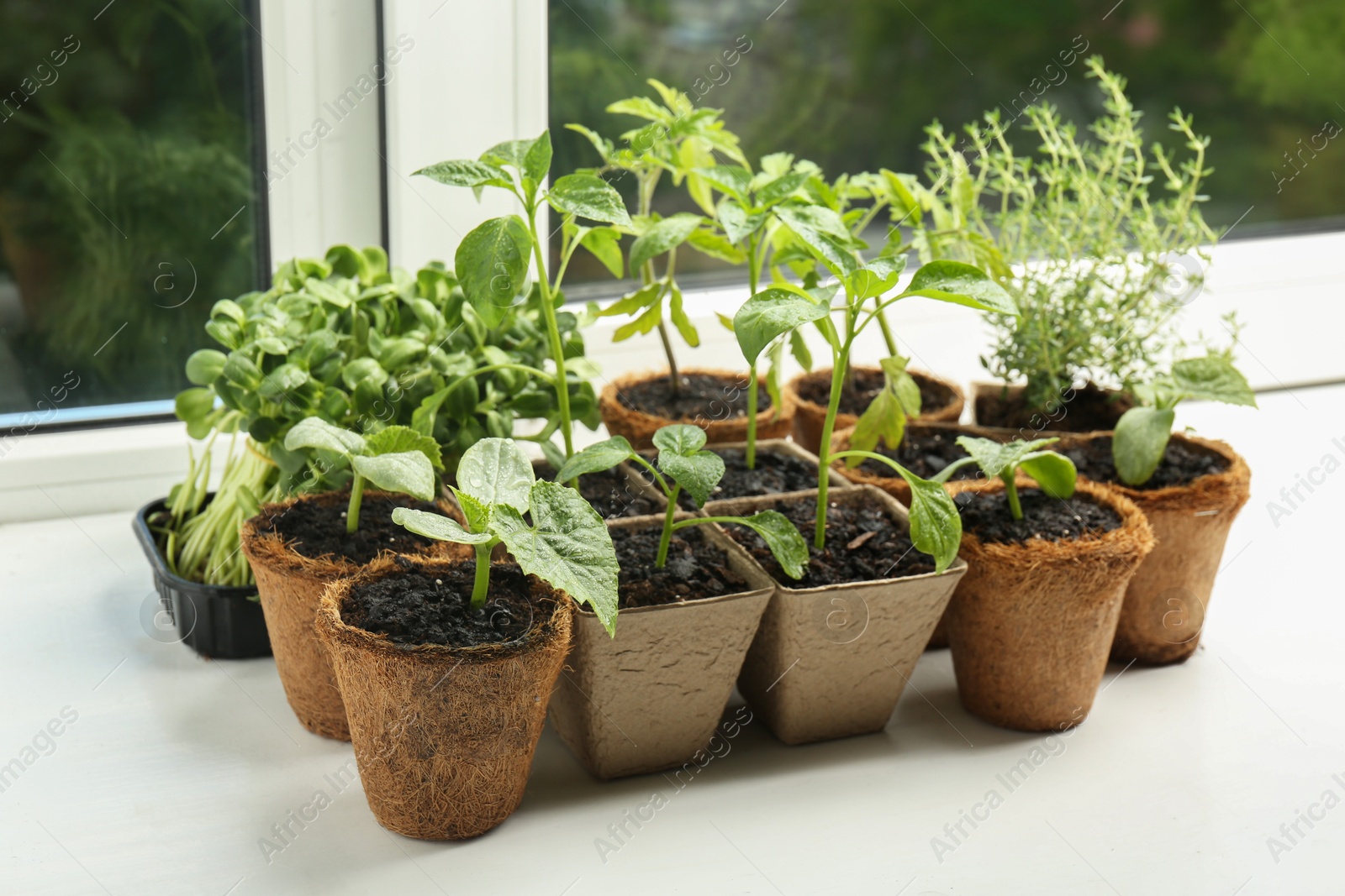 Photo of Many different seedlings growing in pots on window sill