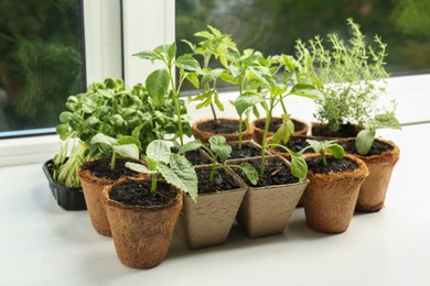 Many different seedlings growing in pots on window sill