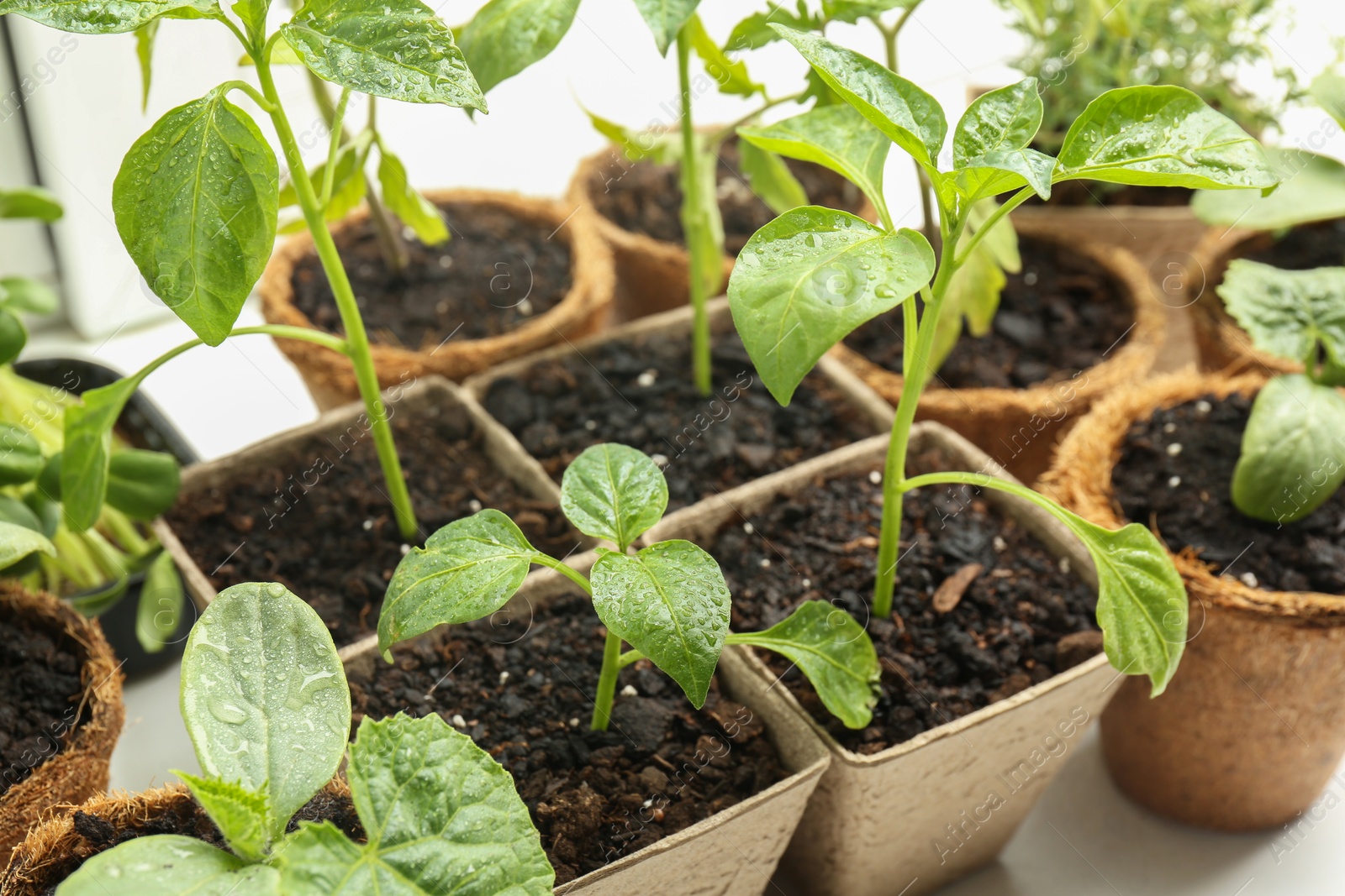 Photo of Many different seedlings growing in pots on white background, closeup