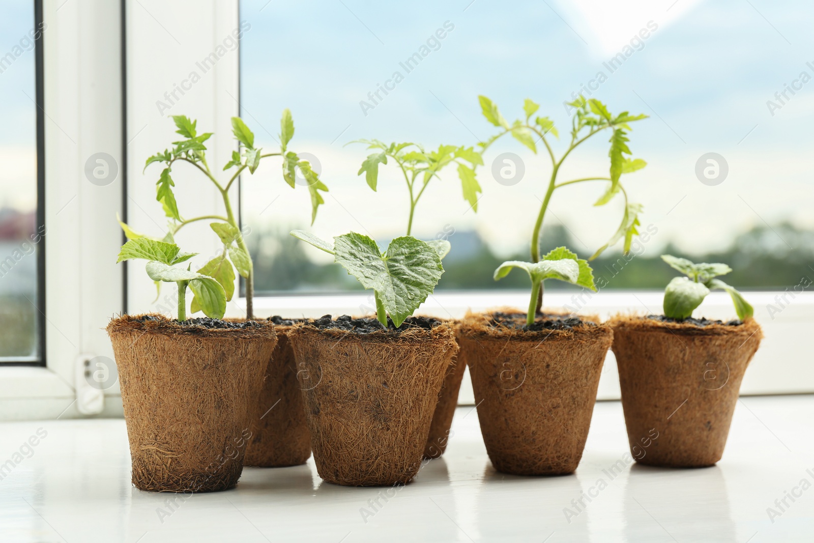 Photo of Many cucumber and tomato seedlings growing in pots on window sill