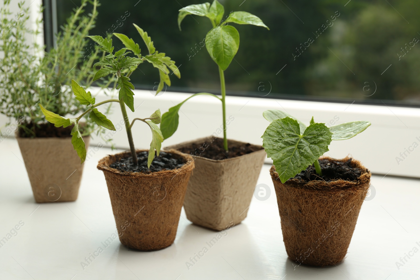 Photo of Tomato, pepper and cucumber seedlings growing in pots on window sill, closeup