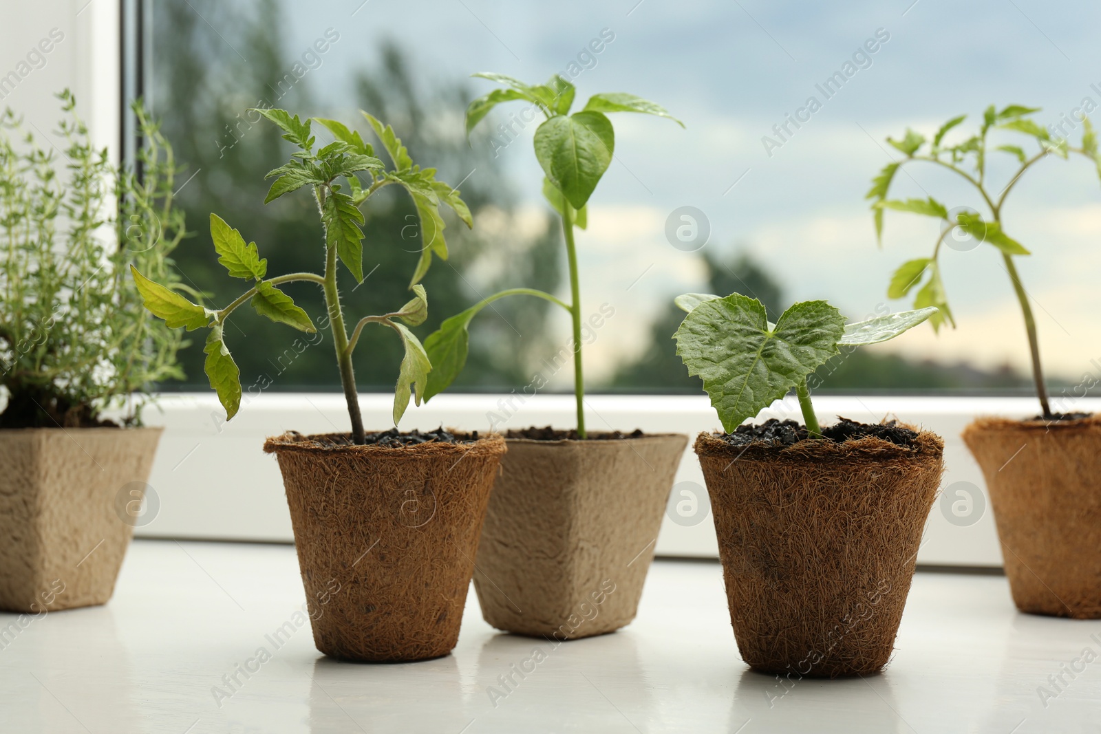 Photo of Tomato, pepper and cucumber seedlings growing in pots on window sill, closeup