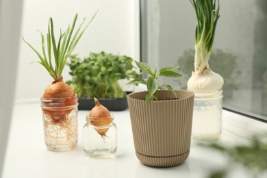 Photo of Pepper seedling and glasses with onions on window sill, closeup