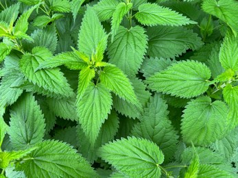 Nettle plant with green leaves as background, top view