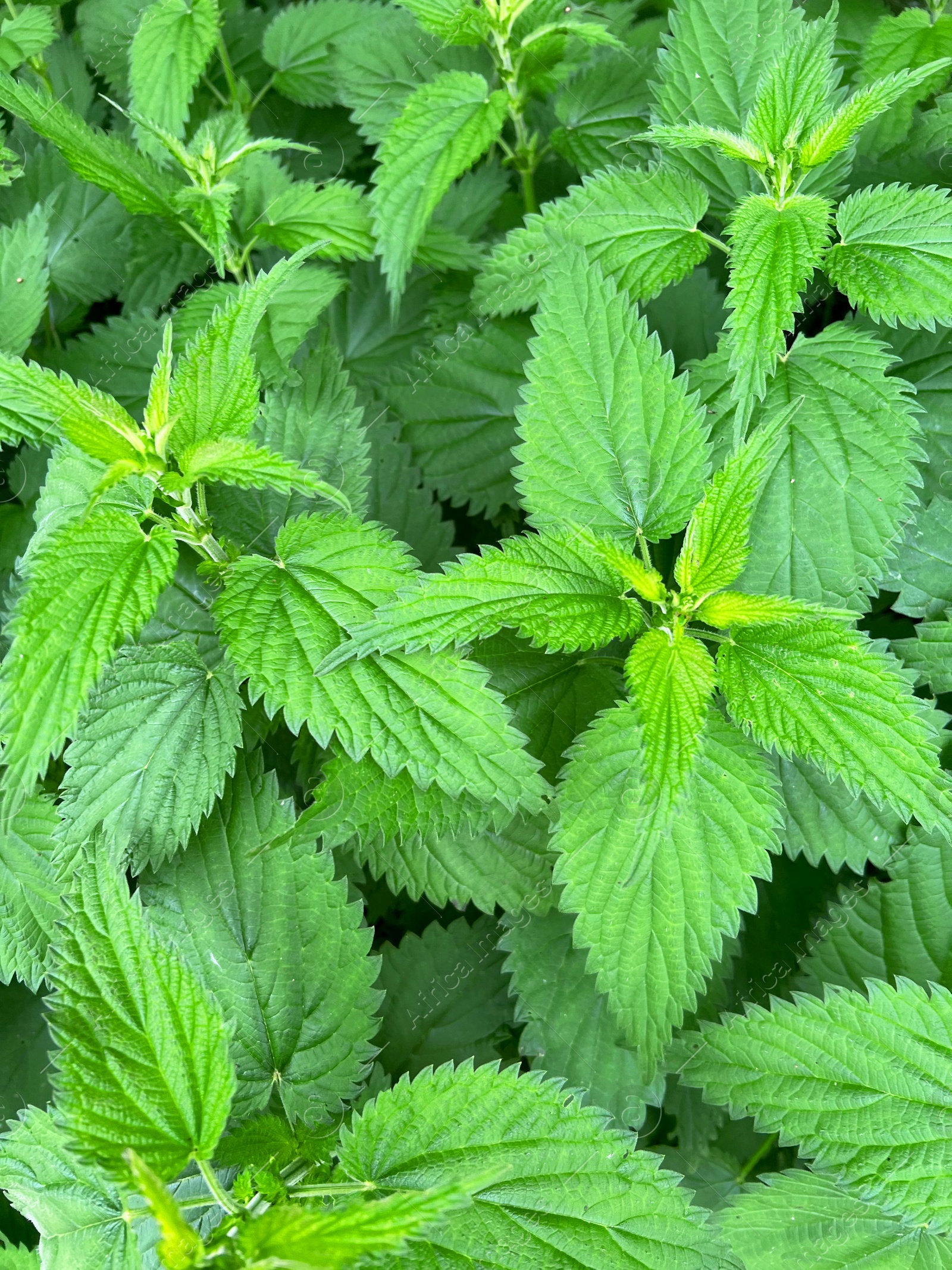 Photo of Nettle plant with green leaves as background, closeup