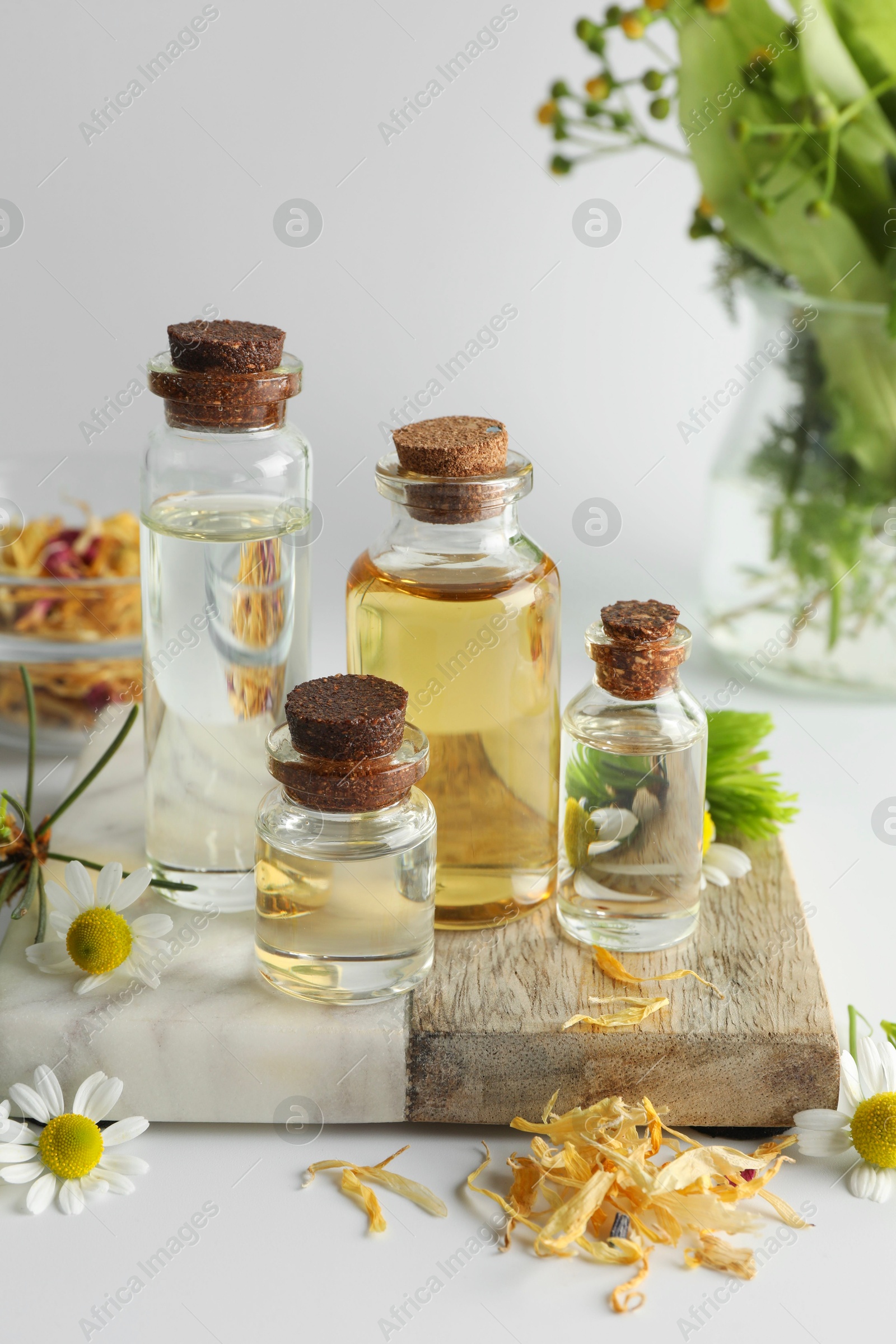 Photo of Aromatherapy. Different essential oils, dry flowers, chamomiles and fir twigs on white background