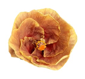 Photo of One beautiful hibiscus flower isolated on white