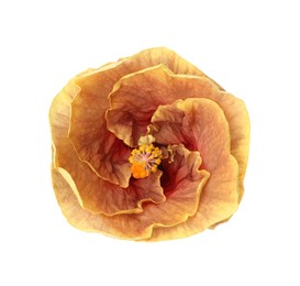 Photo of One beautiful hibiscus flower isolated on white