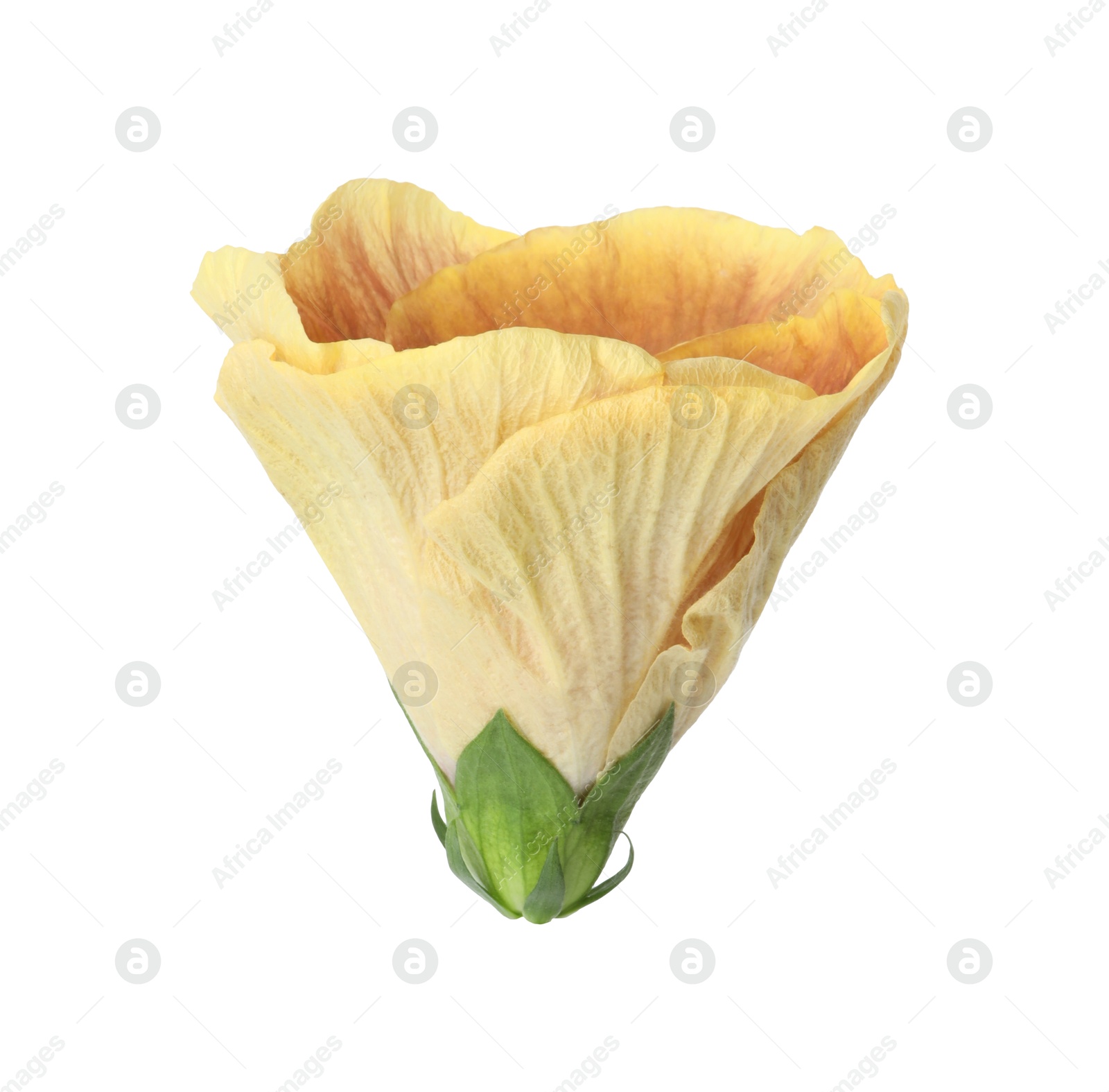 Photo of One beautiful hibiscus flower isolated on white