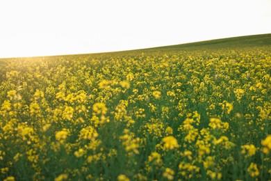 Photo of Beautiful view of field with blooming rapeseed on spring day