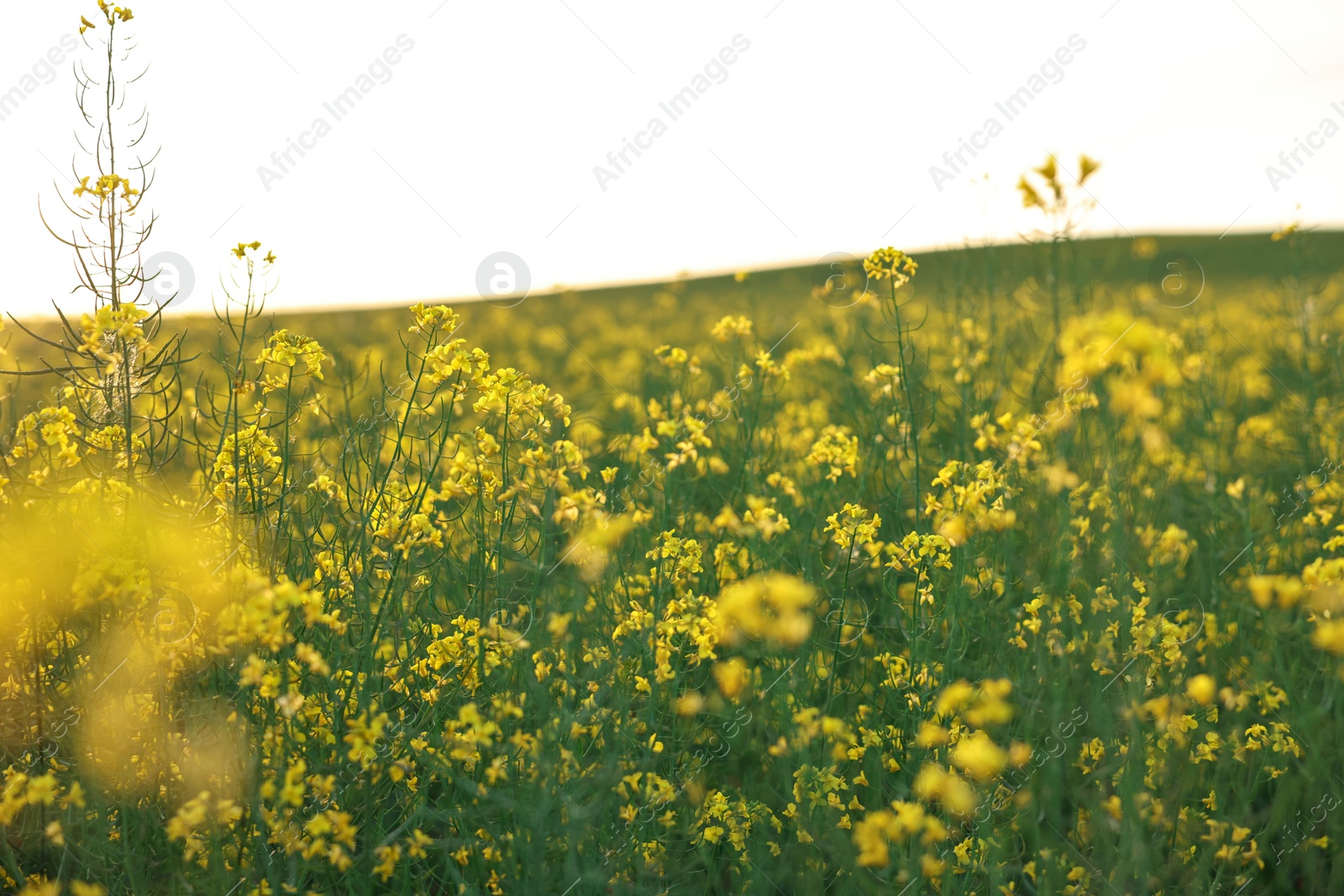 Photo of Beautiful view of field with blooming rapeseed on spring day