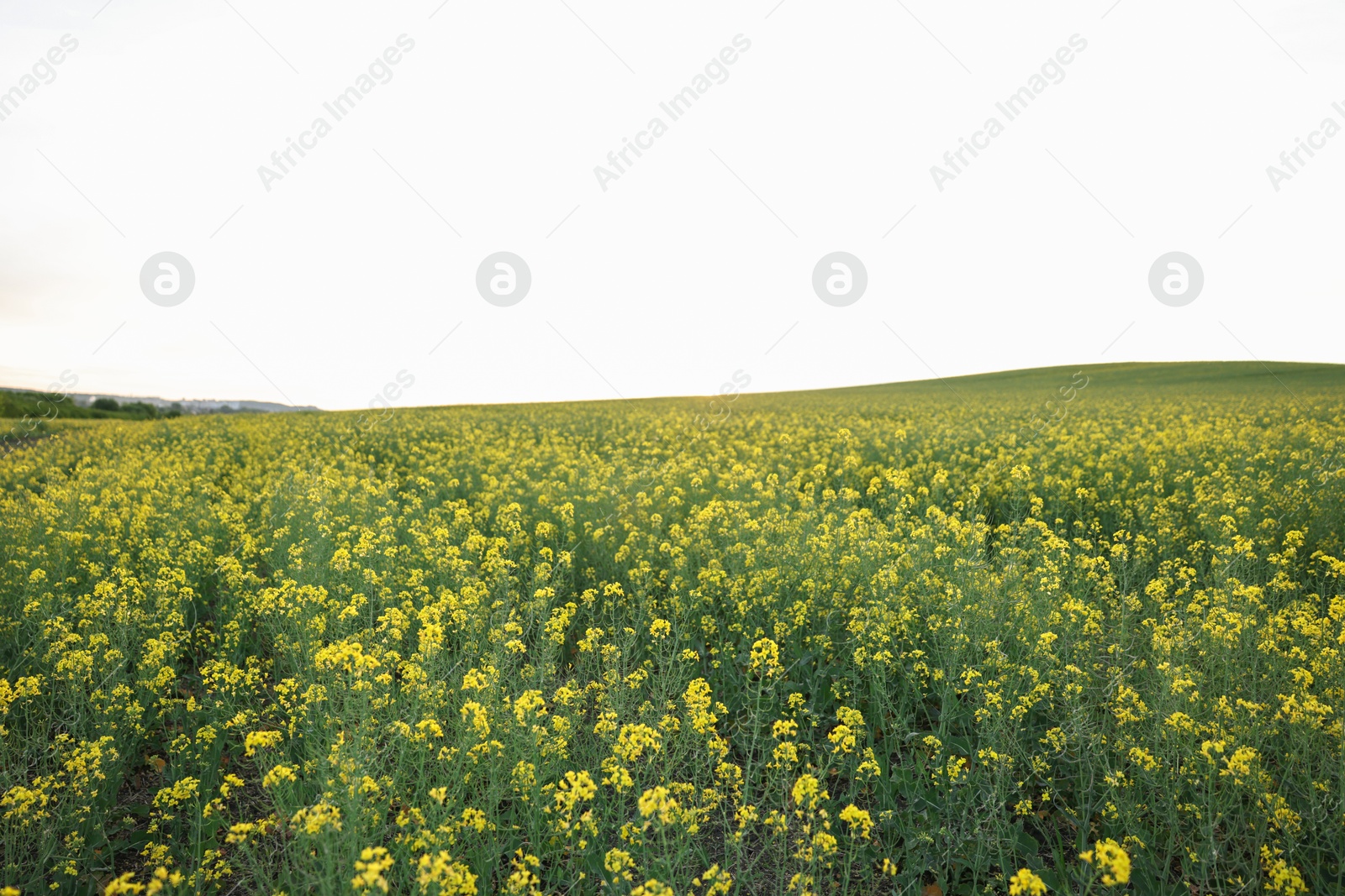 Photo of Beautiful view of field with blooming rapeseed on spring day