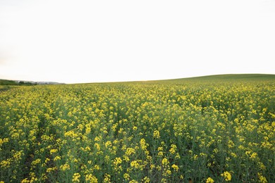 Photo of Beautiful view of field with blooming rapeseed on spring day