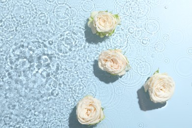 Beautiful rose flowers in water on light blue background, top view. Space for text