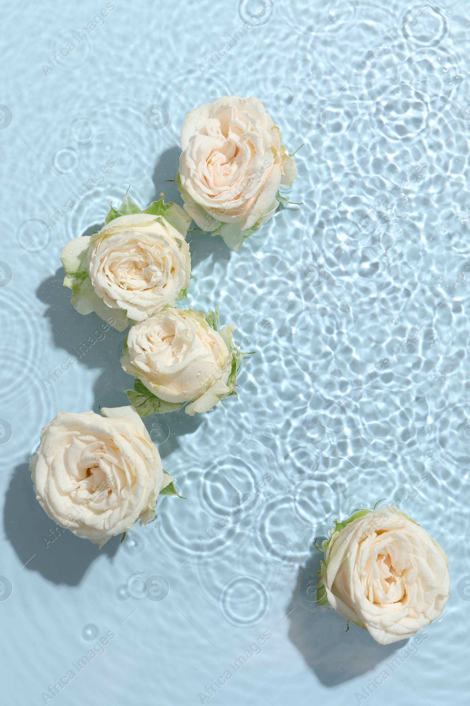 Photo of Beautiful rose flowers in water on light blue background, top view