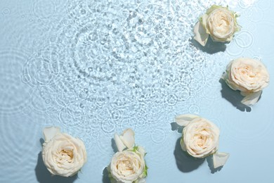 Photo of Beautiful rose flowers in water on light blue background, top view. Space for text