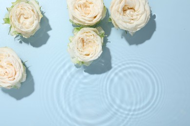 Photo of Beautiful rose flowers in water on light blue background, top view. Space for text