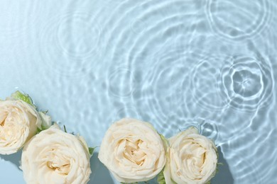 Photo of Beautiful rose flowers in water on light blue background, top view. Space for text