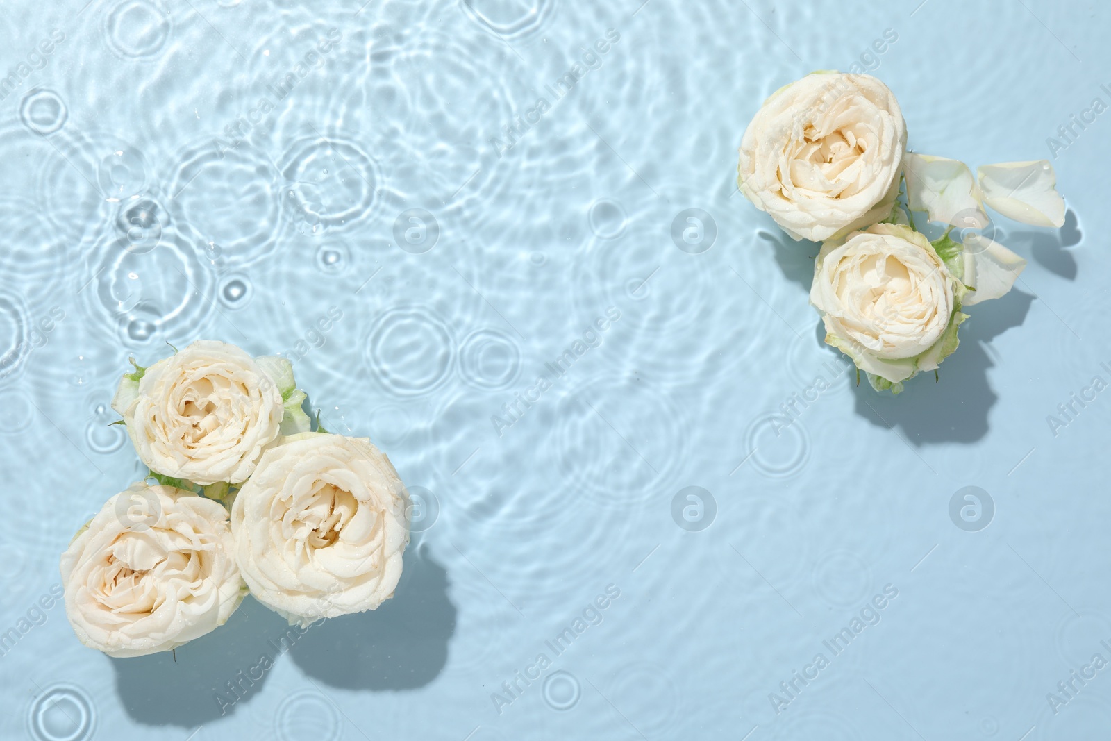 Photo of Beautiful rose flowers in water on light blue background, top view. Space for text