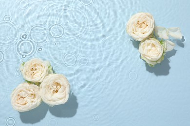 Beautiful rose flowers in water on light blue background, top view. Space for text