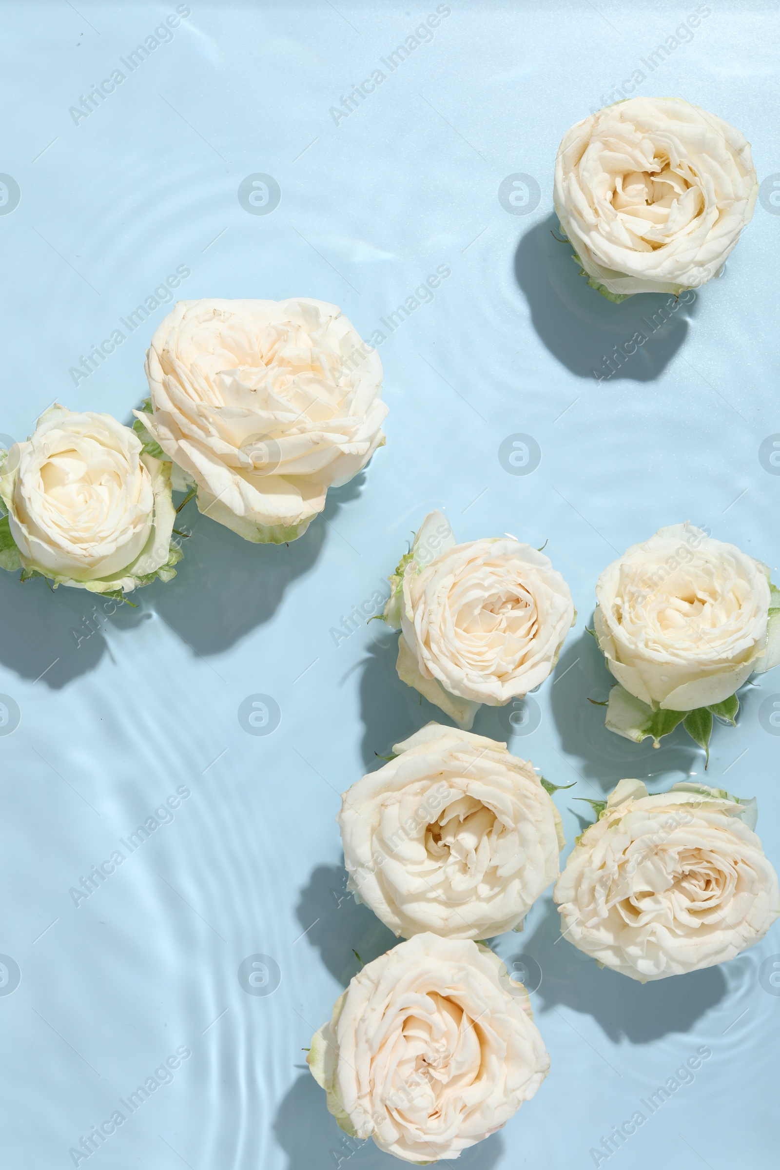 Photo of Beautiful rose flowers in water on light blue background, top view