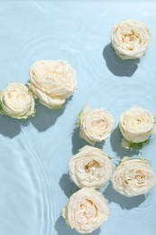 Beautiful rose flowers in water on light blue background, top view