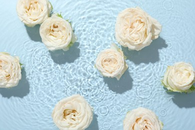 Beautiful rose flowers in water on light blue background, top view