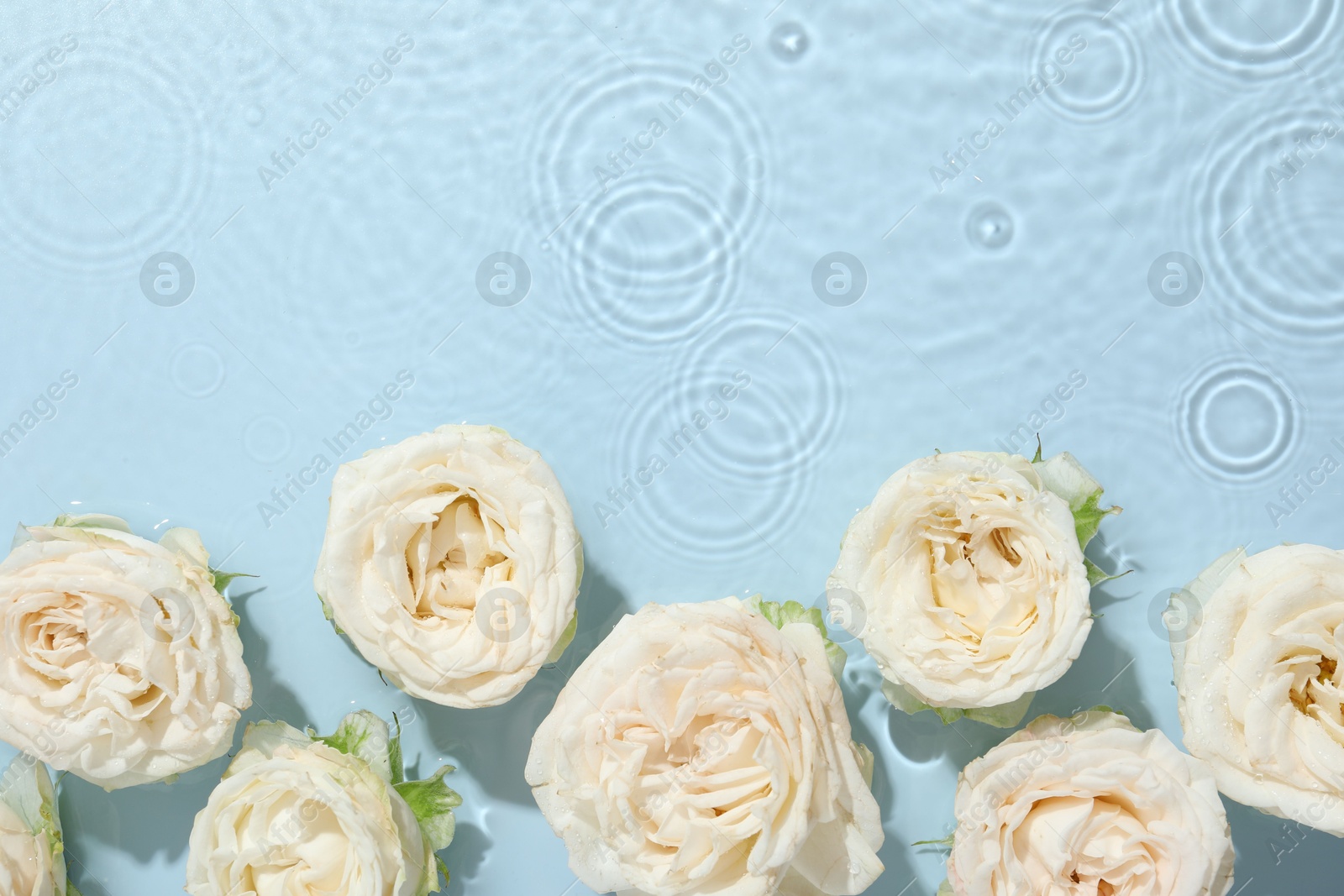 Photo of Beautiful rose flowers in water on light blue background, top view. Space for text