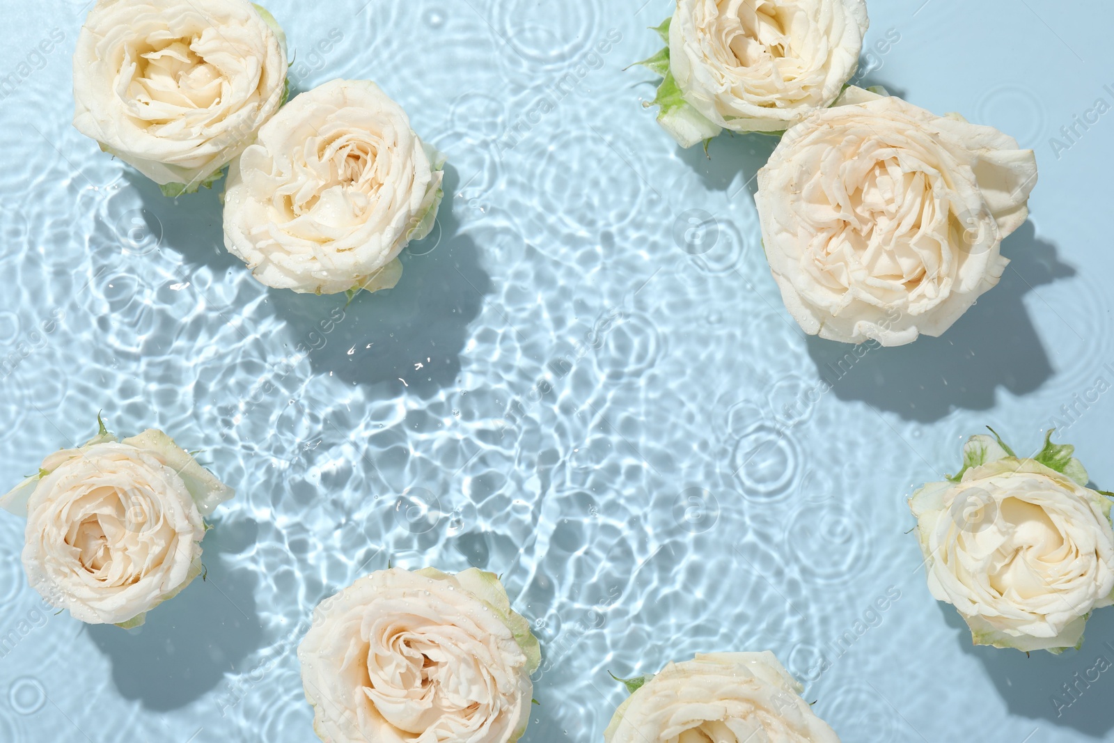 Photo of Beautiful rose flowers in water on light blue background, top view