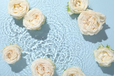 Beautiful rose flowers in water on light blue background, top view