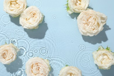 Beautiful rose flowers in water on light blue background, top view