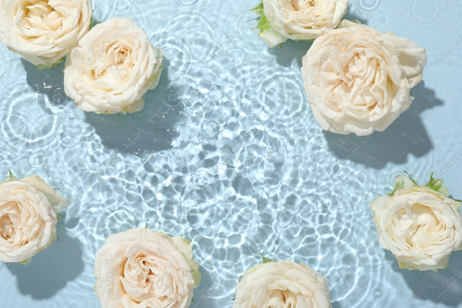 Photo of Beautiful rose flowers in water on light blue background, top view