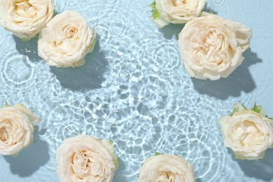 Beautiful rose flowers in water on light blue background, top view