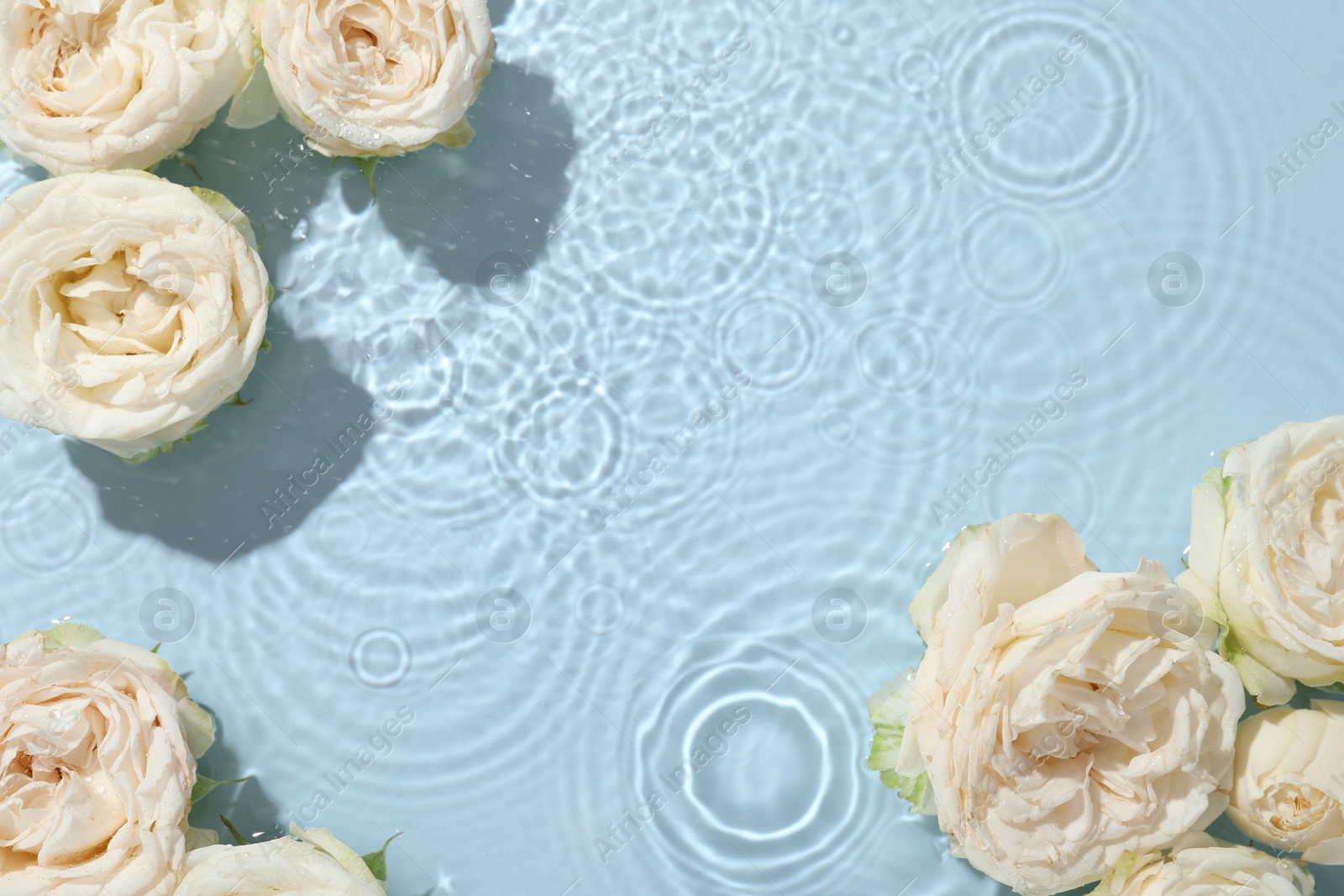 Photo of Beautiful rose flowers in water on light blue background, top view. Space for text