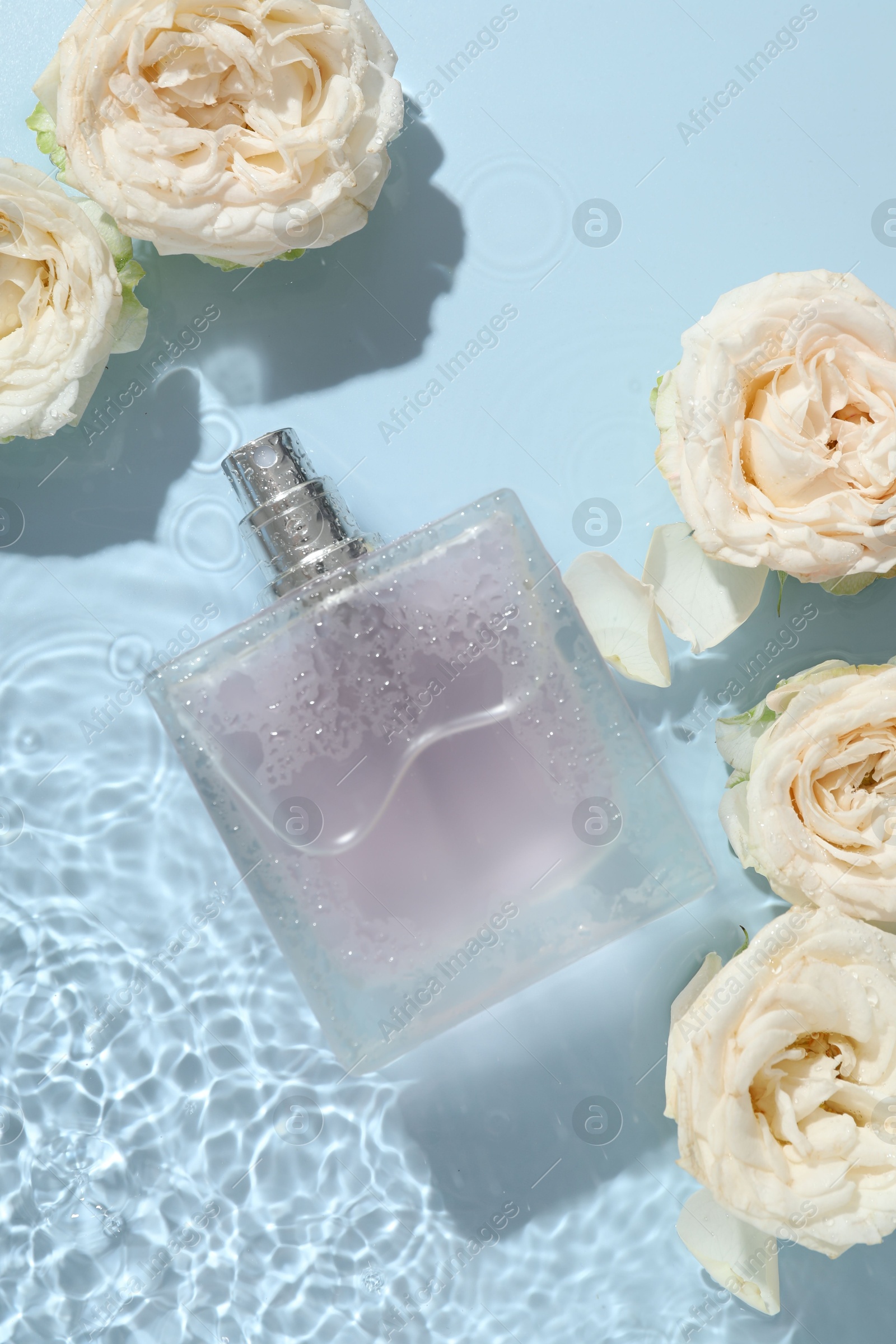 Photo of Beautiful rose flowers and perfume bottle in water on light blue background, flat lay