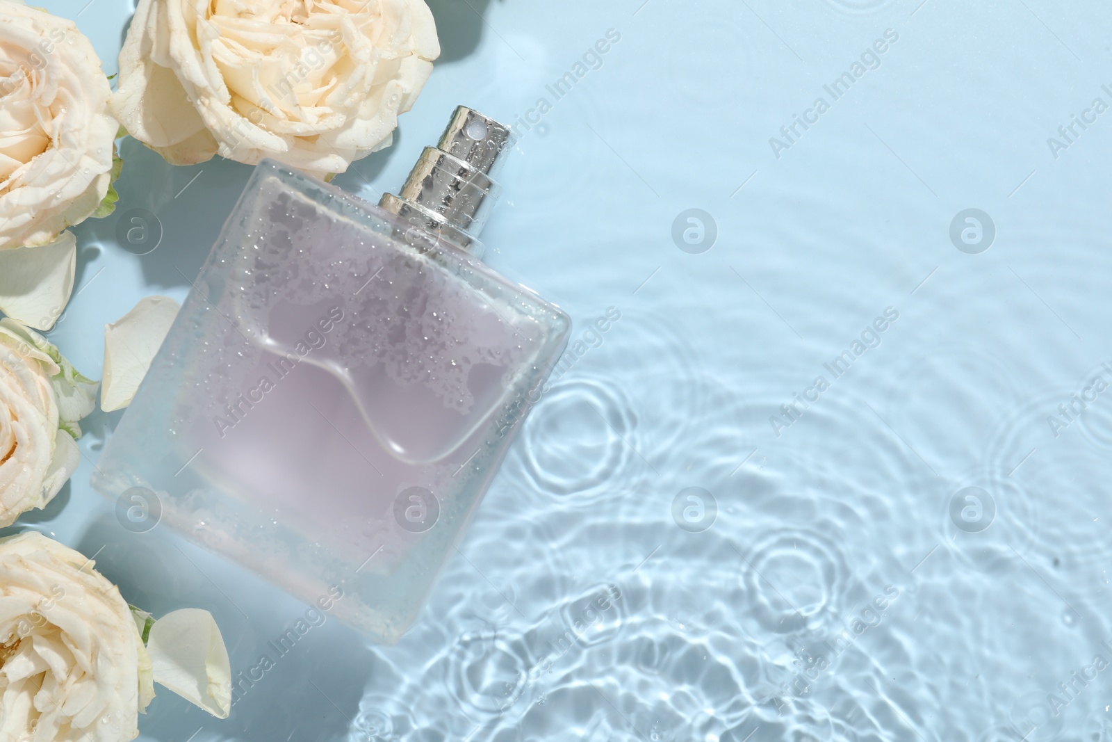 Photo of Beautiful rose flowers and perfume bottle in water on light blue background, flat lay. Space for text