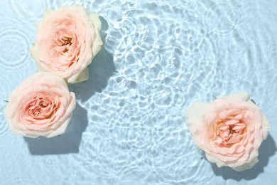 Photo of Beautiful rose flowers in water on light blue background, top view. Space for text