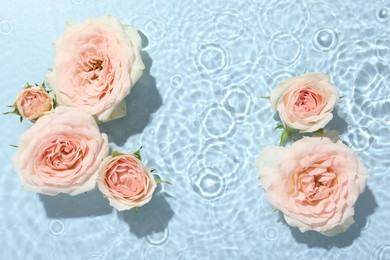 Beautiful rose flowers in water on light blue background, top view. Space for text